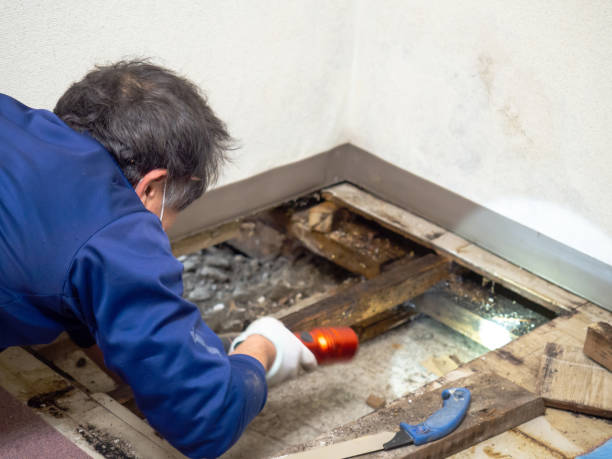 Best Localized Mold Remediation (e.g., coastal areas, humid climates) in Pendleton, IN
