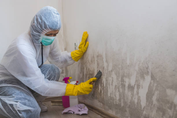 Best Emergency Mold Remediation in Pendleton, IN