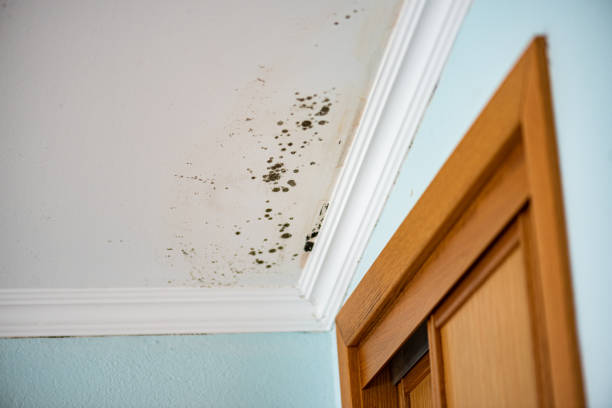 Best Attic Mold Remediation in Pendleton, IN
